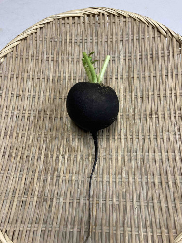 黒丸大根