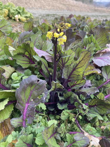 紅菜苔（コウサイタイ）