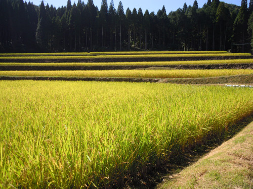 幸田の棚田2021.JPG