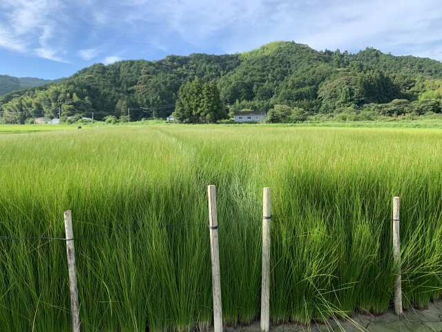 コロナ明け  夏のキャンペーン❗