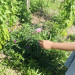 IMG_8748.jpeg