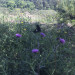 IMG_8750.jpeg