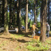 IMG_8743.jpeg