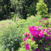 IMG_2242.jpeg