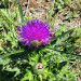 IMG_2243.jpeg
