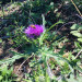 IMG_2244.jpeg