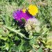 IMG_2245.jpeg