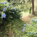 IMG_2600.jpeg