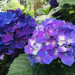 IMG_2603.jpeg