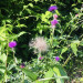 IMG_4310.jpeg