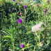 IMG_4311.jpeg