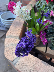 IMG_6837.jpeg