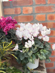 IMG_6835.jpeg