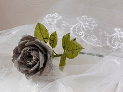 IMG_7383.jpeg