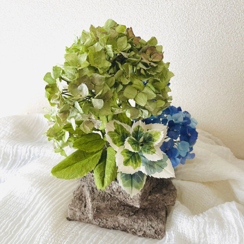 紫陽花はいかがですか✨