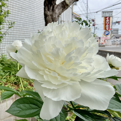 IMG_0283.jpeg