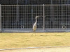 11.16-サギ④.JPG