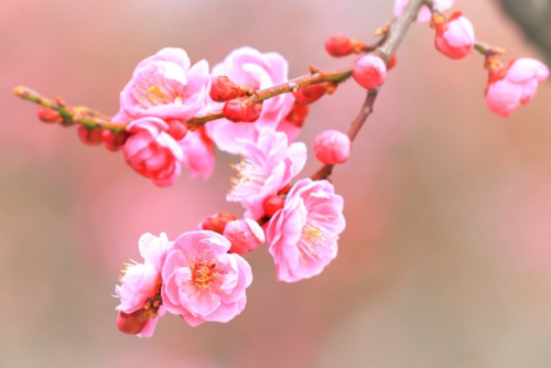 ２月・３月の休診日のご案内
