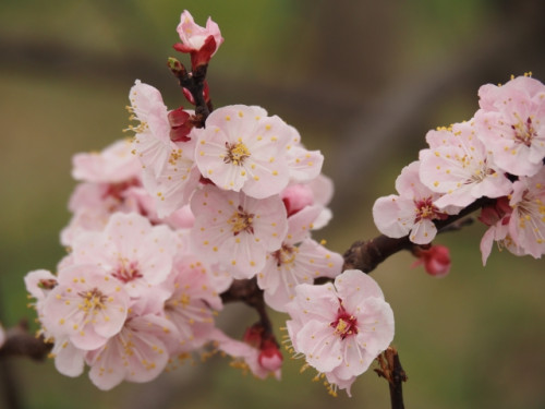 3月・4月の休診日のご案内