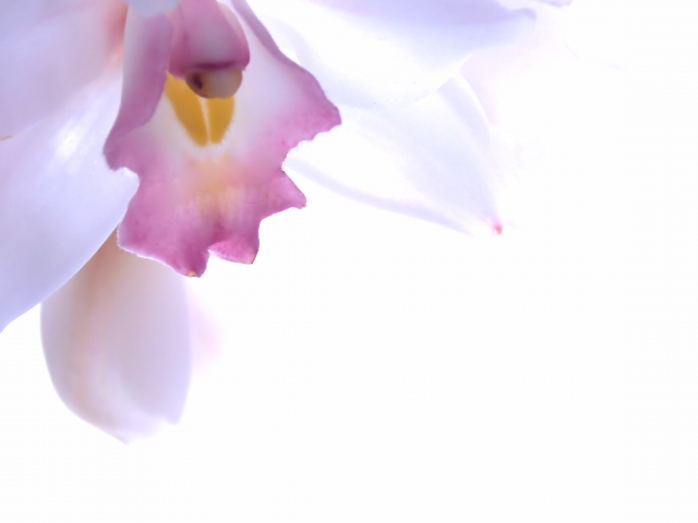 ～ 1月・2月の休診日のご案内 ～