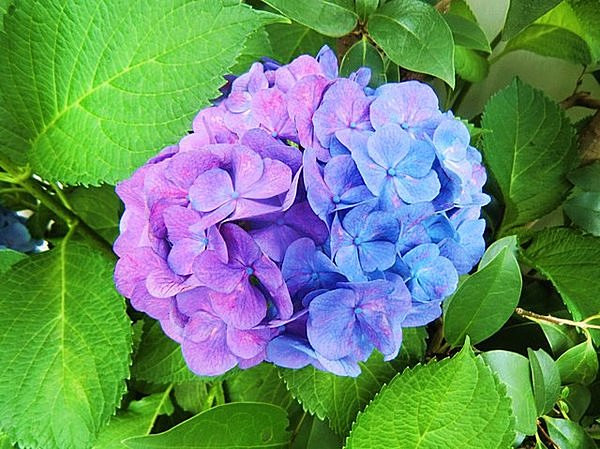 ～ 5月・6月の休診日のご案内 ～