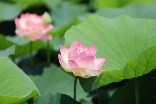 ～7月休診日のお知らせ～