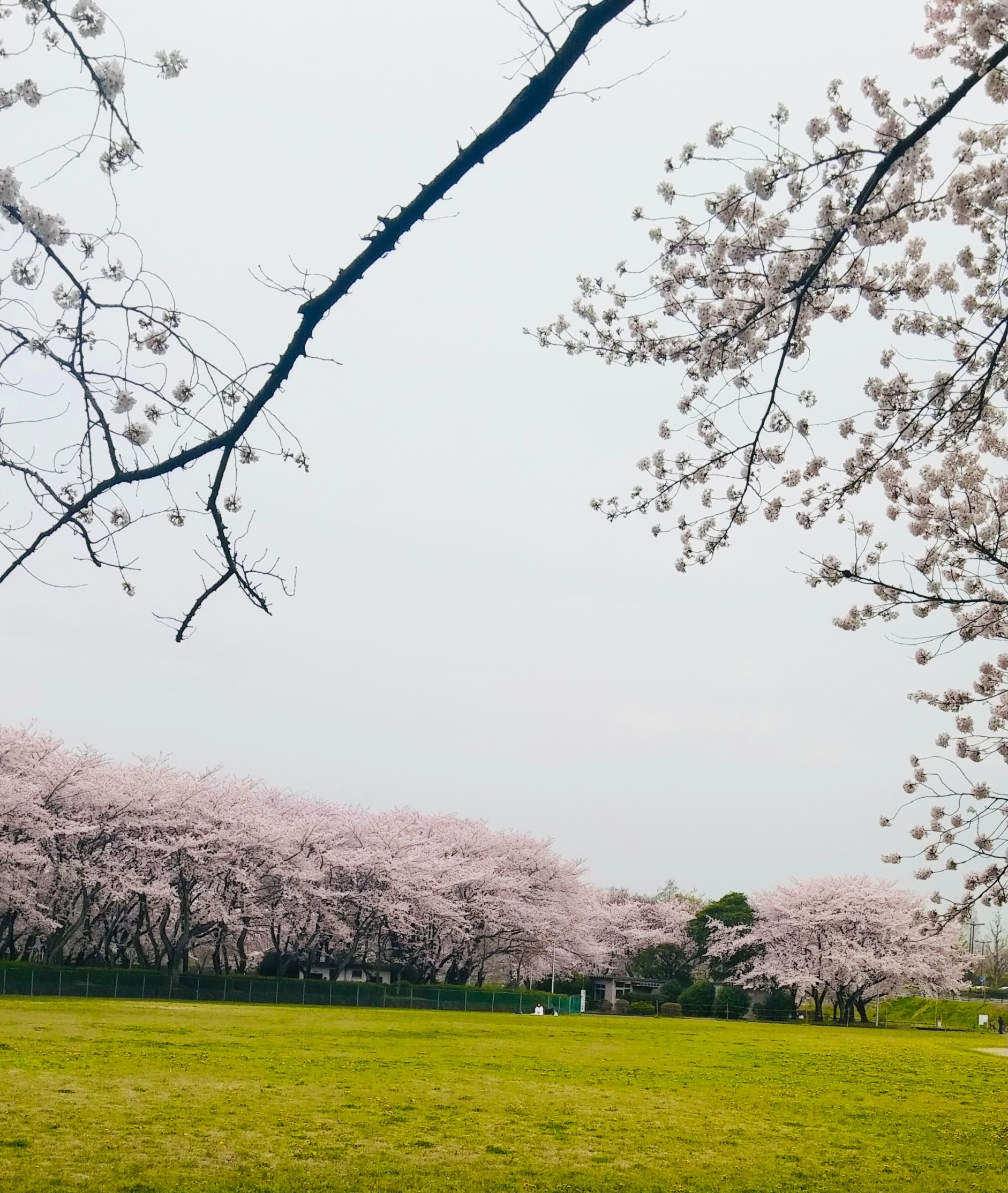 桜🌸咲く季節🌸