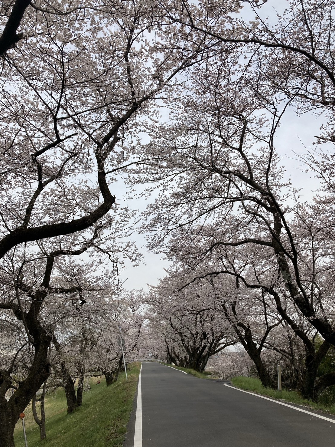 今年もサクラ🌸咲きましたね