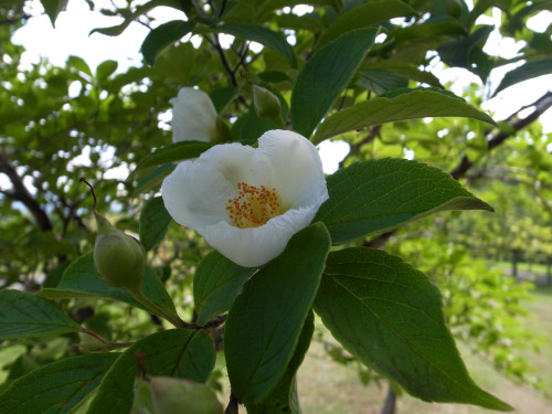 夏椿