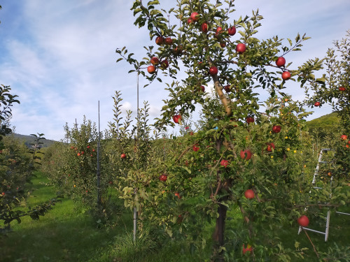 🍎🍐