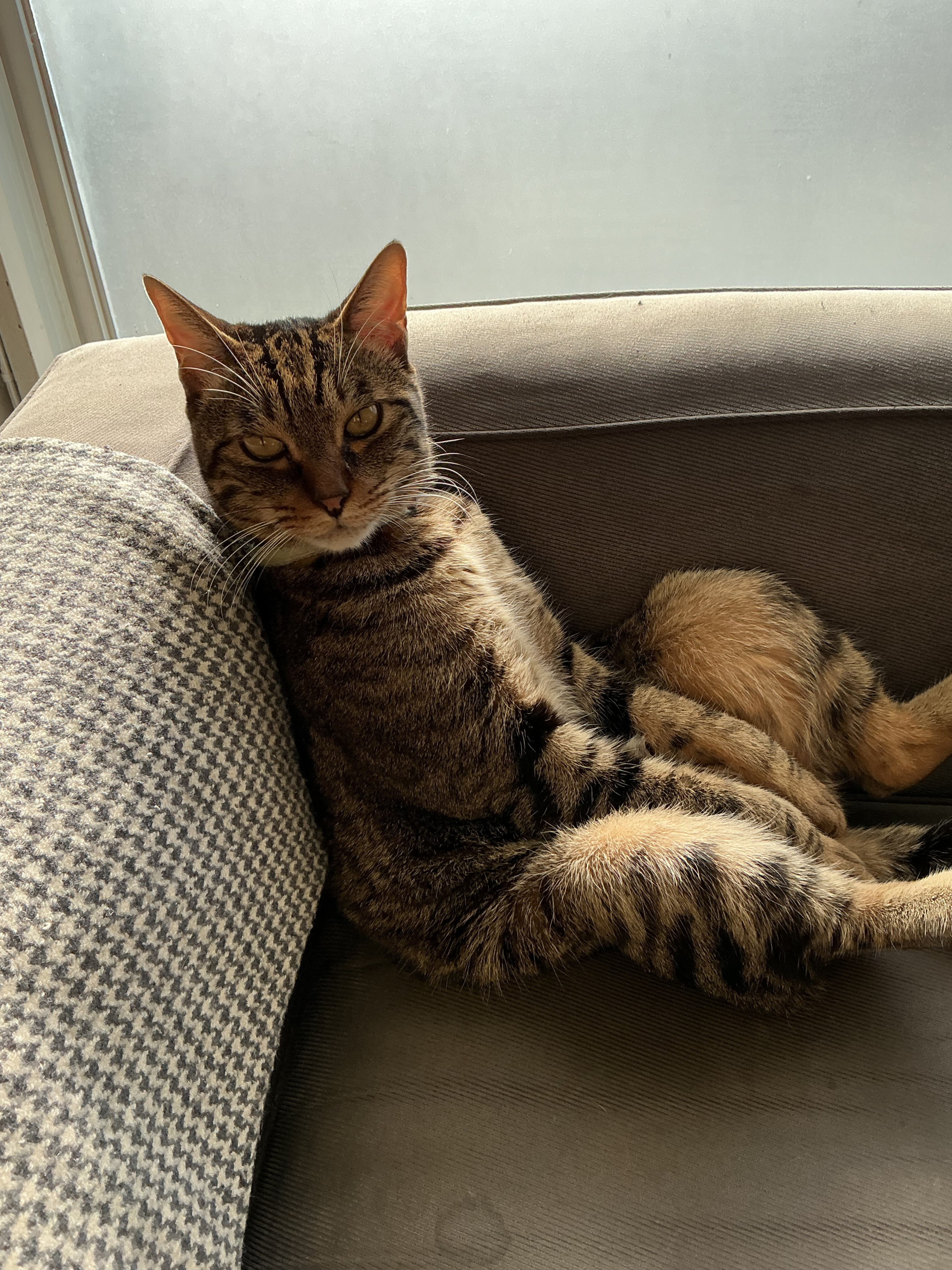 店名のラガッタは猫という意味です