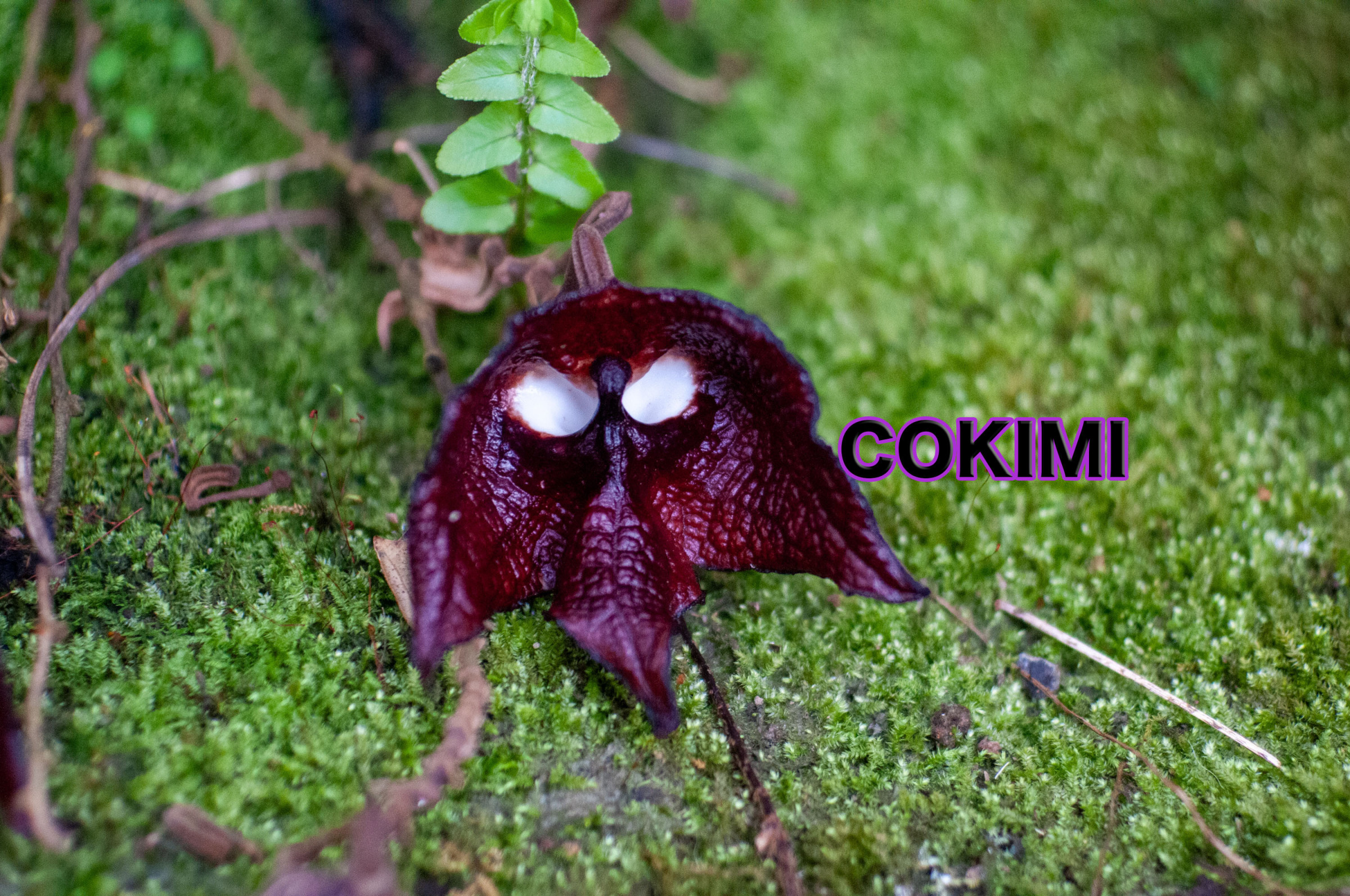 COKIMI君と名づけました。