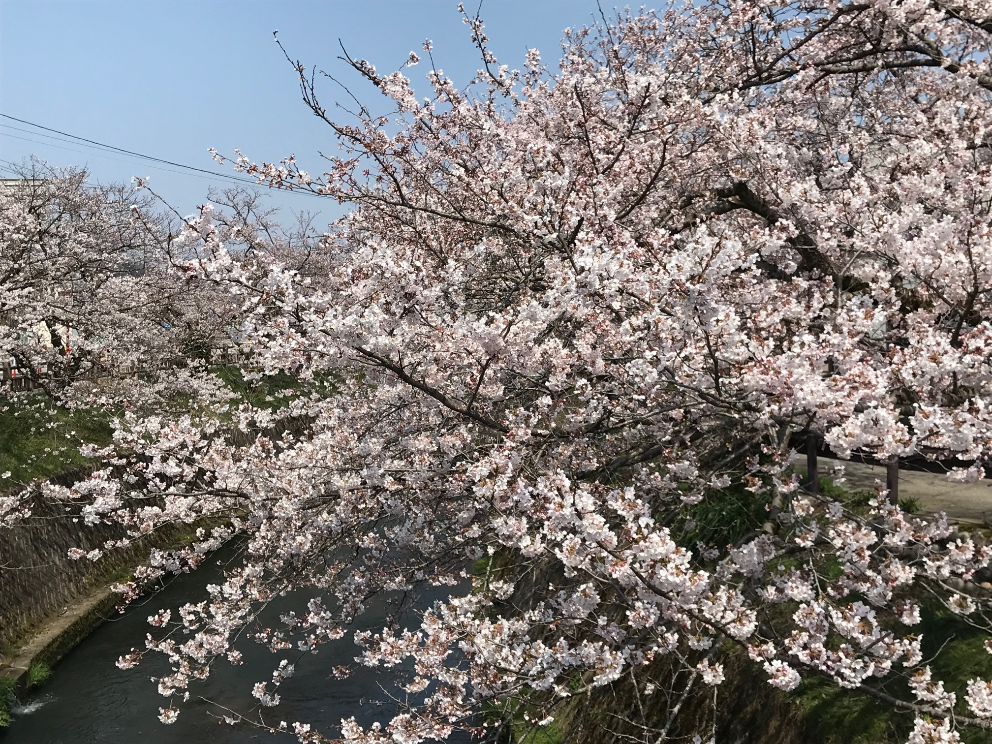 桜並木