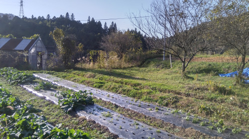 2021-11-19 山芋.JPG