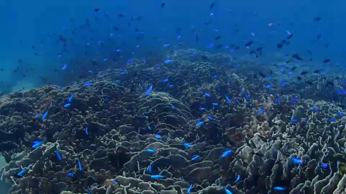 水中動画（笠沙2）.MOV_000014300.png