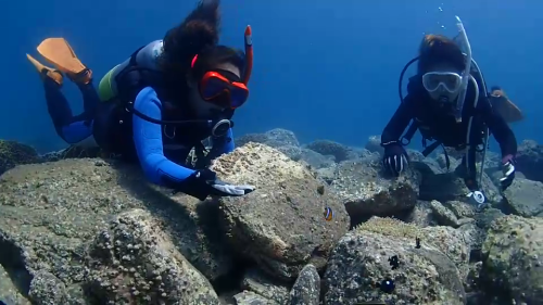 水中動画（笠沙4）.MOV_000017966.png