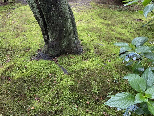 210619玉光神社苔.jpg