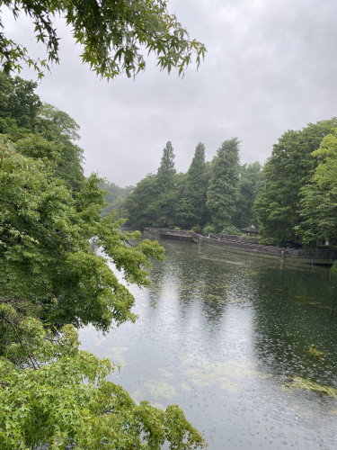 210702雨の井の頭池.jpg