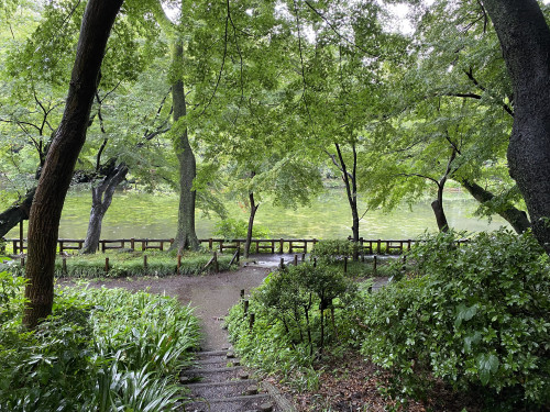 210702雨の井の頭公園階段上から.jpg