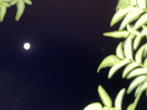 210727真夜の月と葉陰.jpg