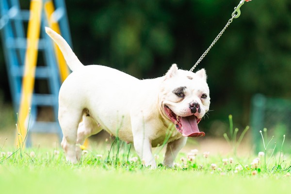 看板犬photo Misako犬舎