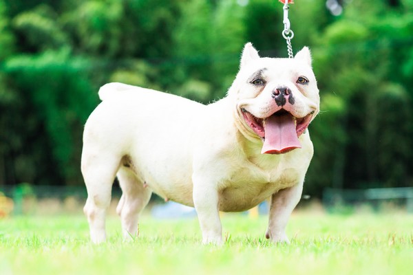看板犬photo バニー Misako犬舎