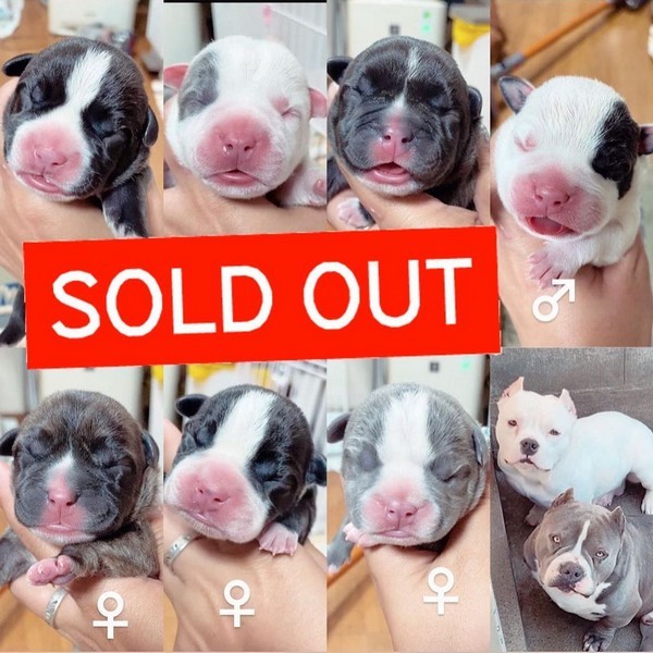 アメリカンブリーの子犬 Sold Out Misako犬舎