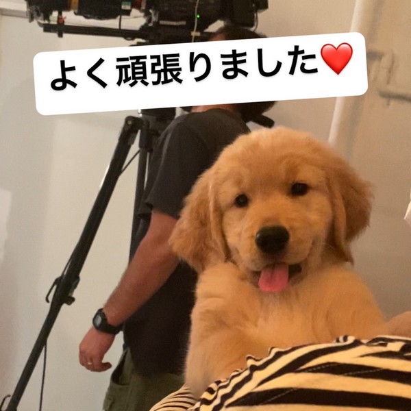 メディア実績 Misako犬舎