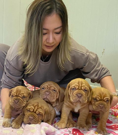 念願のシワシワ軍団と ボルドーマスティフ 株式会社misako犬舎