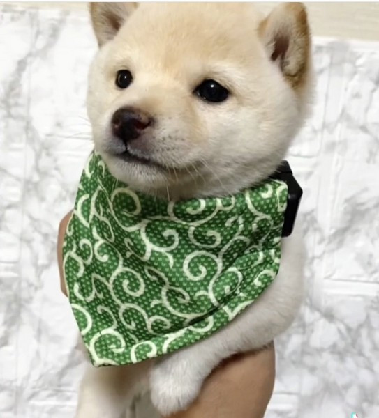 可愛い白豆柴女の子販売開始 株式会社misako犬舎