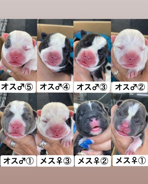 アメリカンブリー生まれてます 株式会社misako犬舎