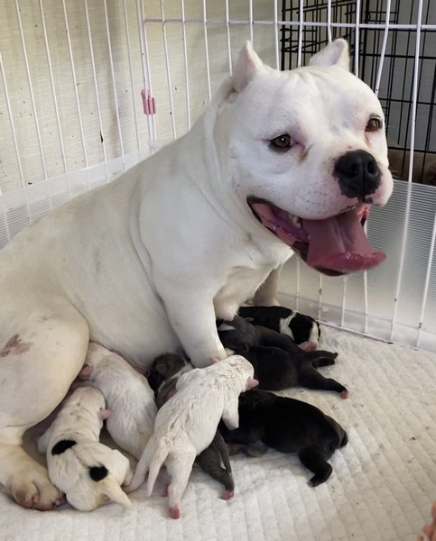 アメリカンブリー生まれてます 株式会社misako犬舎
