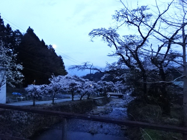 おぼろ月と夜桜