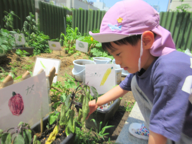 野菜栽培